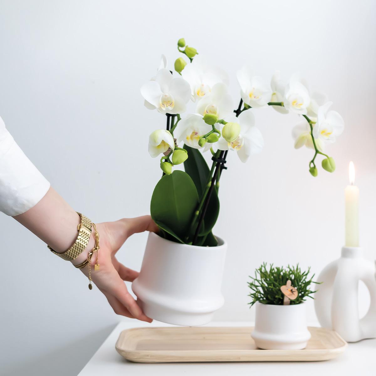 2er Set Phalaenopsis Amabilis Weiß Ø9cm – Combi Deal | Pflanzfix24.de - Pflanzfix24.de