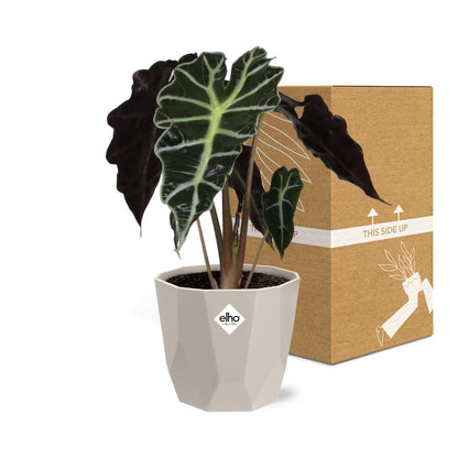 Alocasia 'Polly' in ELHO b.for rock 14 cm warm grey - Pflanzfix24
