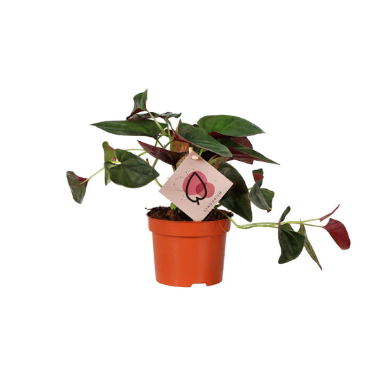 Syngonium Red Arrow - Ø12cm - ↕25cm - Pflanzfix24