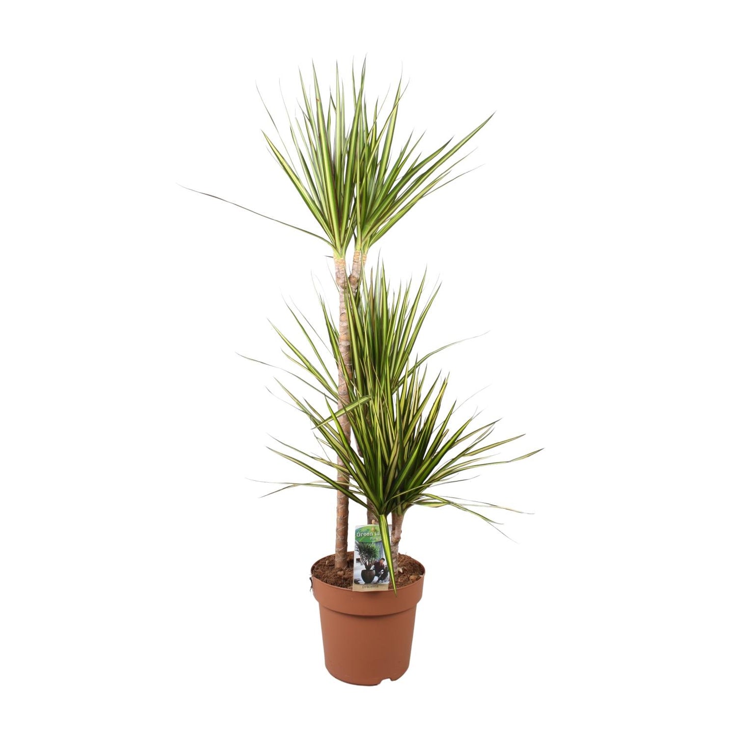 Dracaena Marginata Sunray - Ø21cm - ↕120cm - Pflanzfix24
