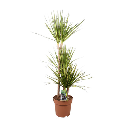 Dracaena Marginata Sunray - Ø21cm - ↕120cm - Pflanzfix24