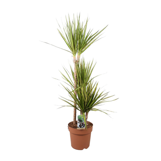 Dracaena Marginata Sunray - Ø21cm - ↕120cm - Pflanzfix24