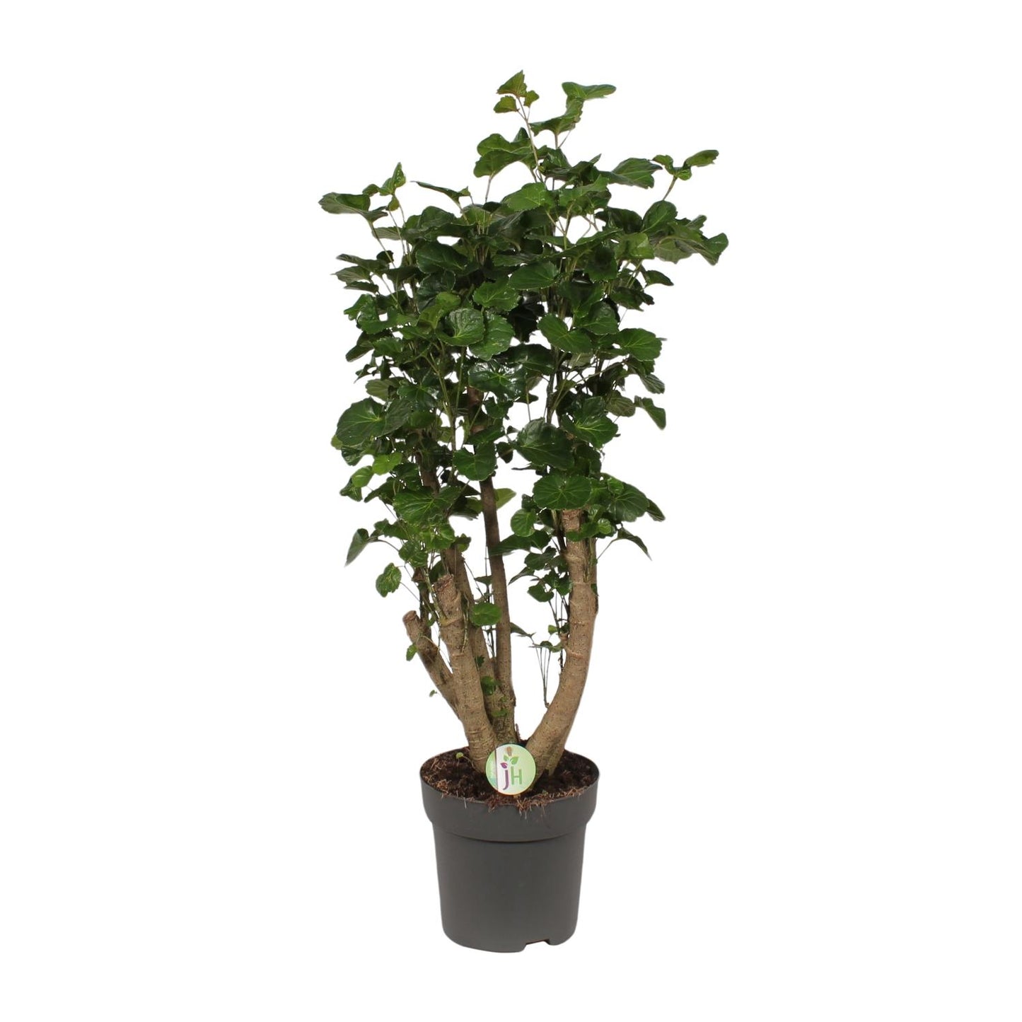Polyscias Lemon - Ø24cm - ↕95cm - Pflanzfix24