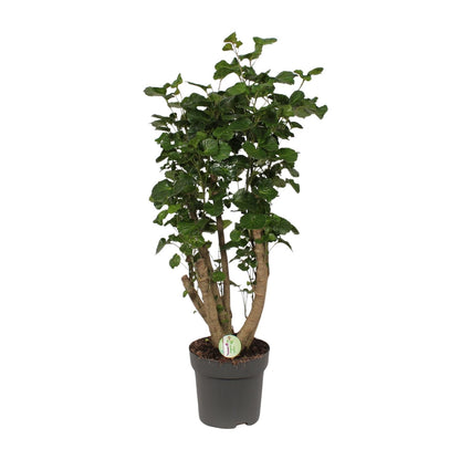 Polyscias Lemon - Ø24cm - ↕95cm - Pflanzfix24