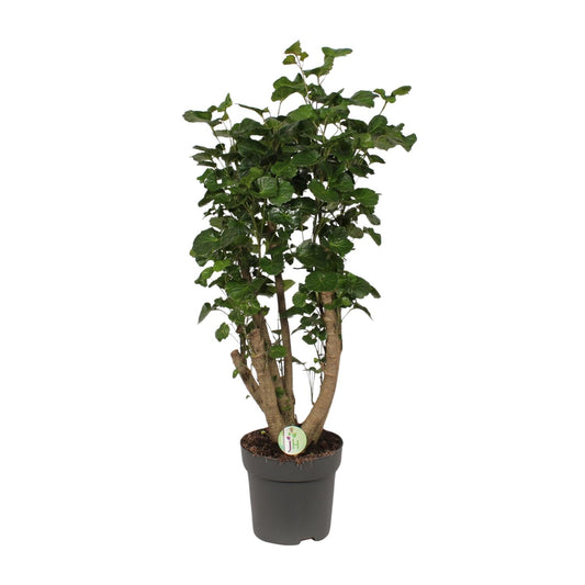 Polyscias Lemon - Ø24cm - ↕95cm - Pflanzfix24