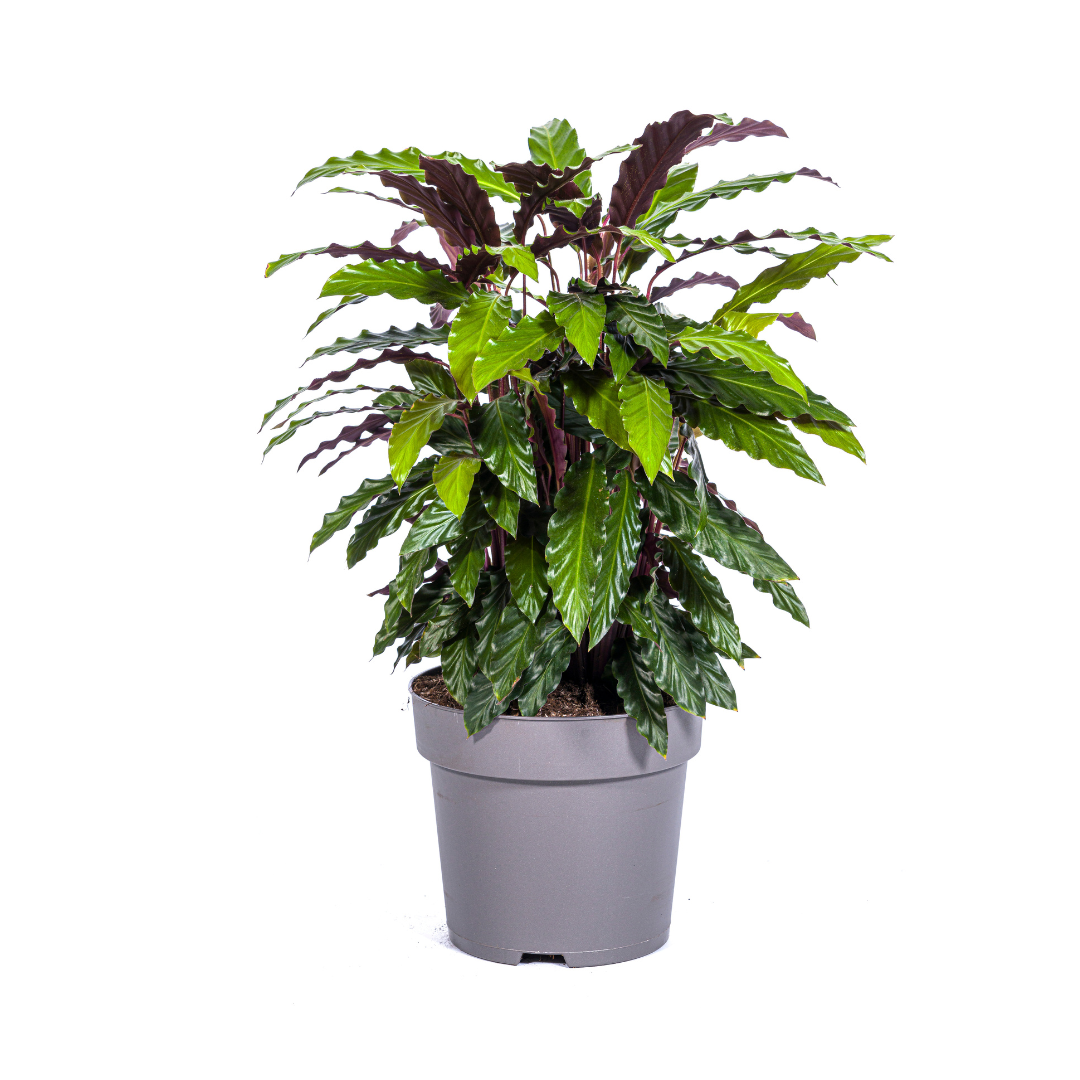 Calathea Rufibarba Ø27cm - ↕60 - 80cm - Pflanzfix24