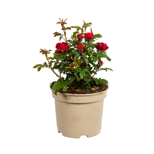 Rosa Zepeti Rose Ø19cm – kompakt & reich blühend | Pflanzfix24.de - Pflanzfix24.de