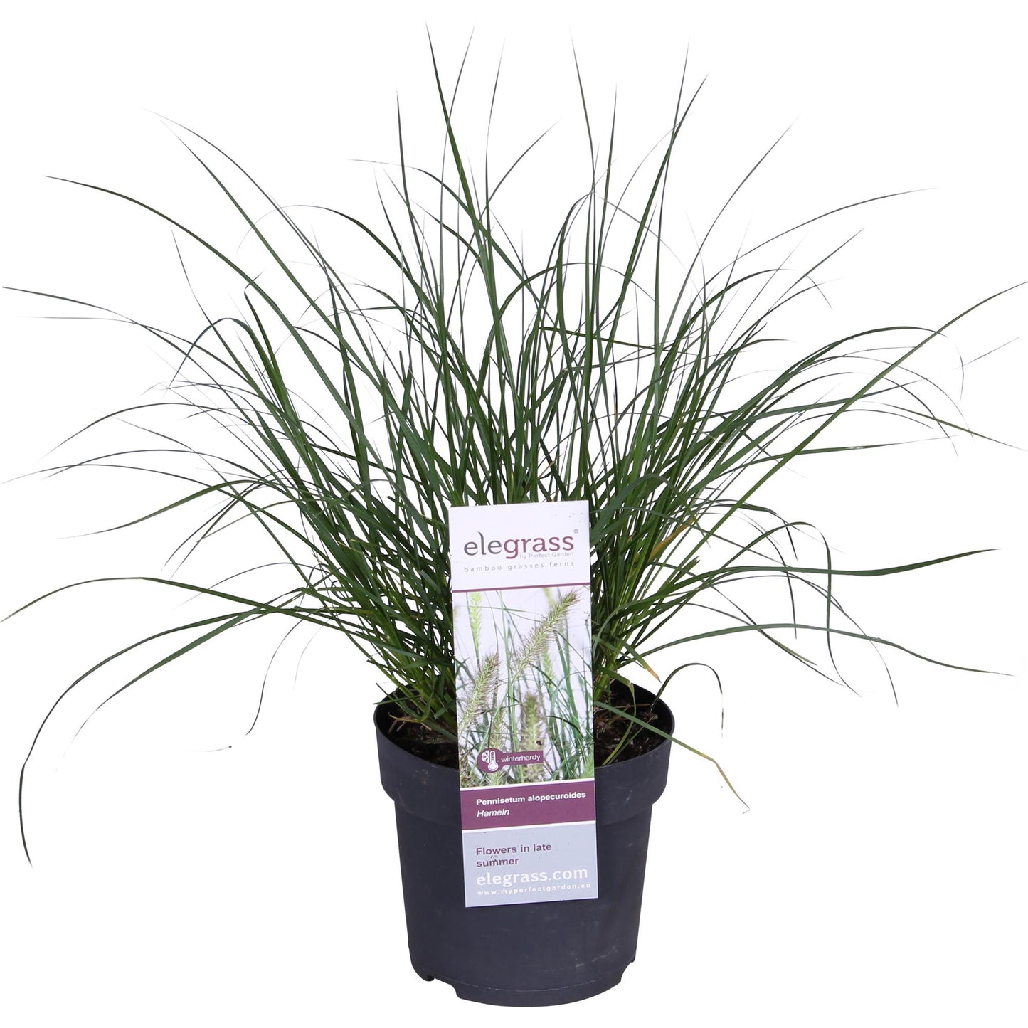 Pennisetum alopecuroides 'Hameln' - Ø19cm - Pflanzfix24