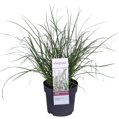 Pennisetum alopecuroides 'Hameln' - Ø19cm - Pflanzfix24