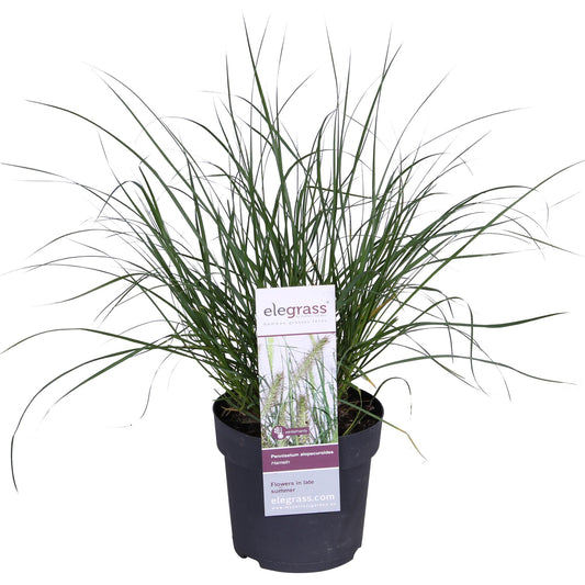 Pennisetum alopecuroides 'Hameln' - Ø19cm - Pflanzfix24