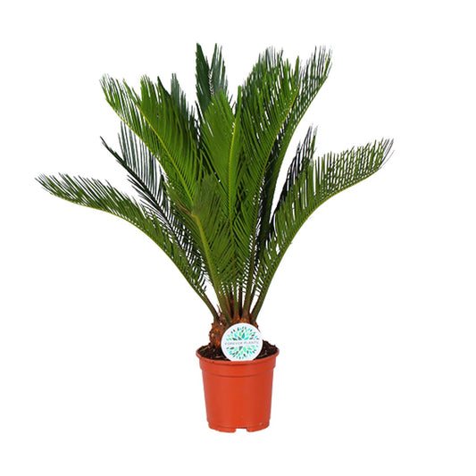 Cycas Revoluta - Ø17cm - ↕70cm - Pflanzfix24