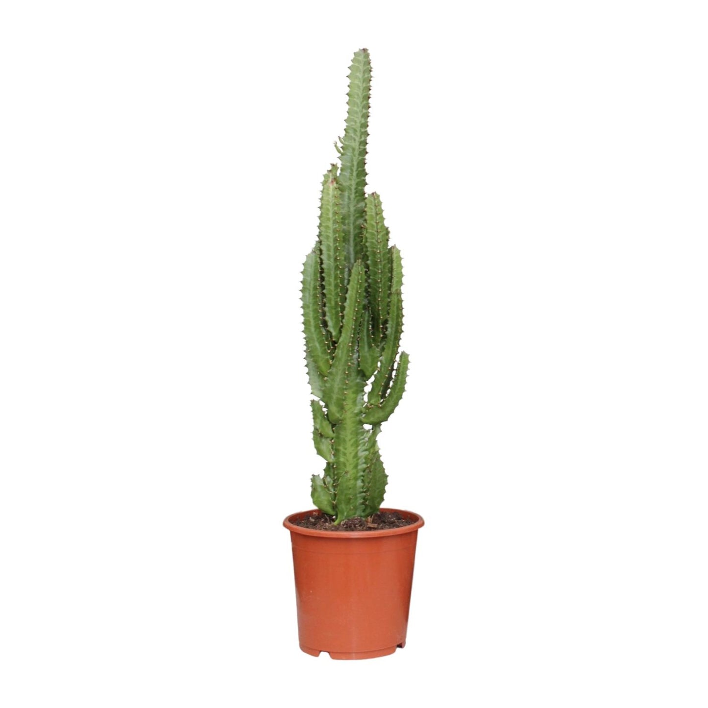 Euphorbia Trigona - Ø17cm - ↕70cm - pflanzfix24