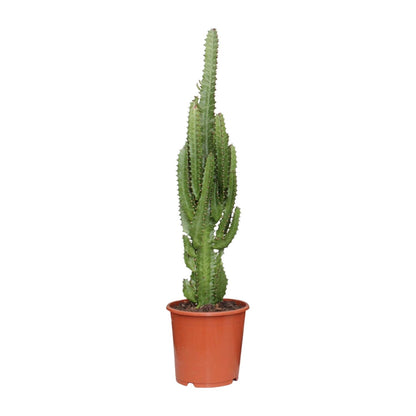 Euphorbia Trigona - Ø17cm - ↕70cm - pflanzfix24