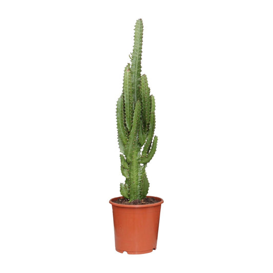 Euphorbia Trigona - Ø17cm - ↕70cm - pflanzfix24