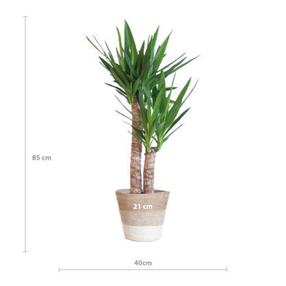 Yucca Elephantipes 90cm mit weißem Korb - pflanzfix24