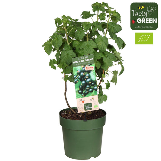Ribes Low 'Little Black Sugar' Bio - Ø23cm - Pflanzfix24