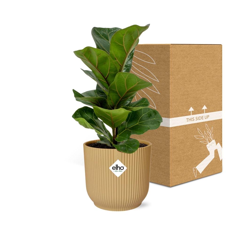 Ficus Lyrata 'Bambino' im ELHO Vibes Fold 14cm gelb - Pflanzfix24