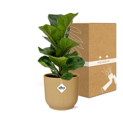 Ficus Lyrata 'Bambino' im ELHO Vibes Fold 14cm gelb - Pflanzfix24