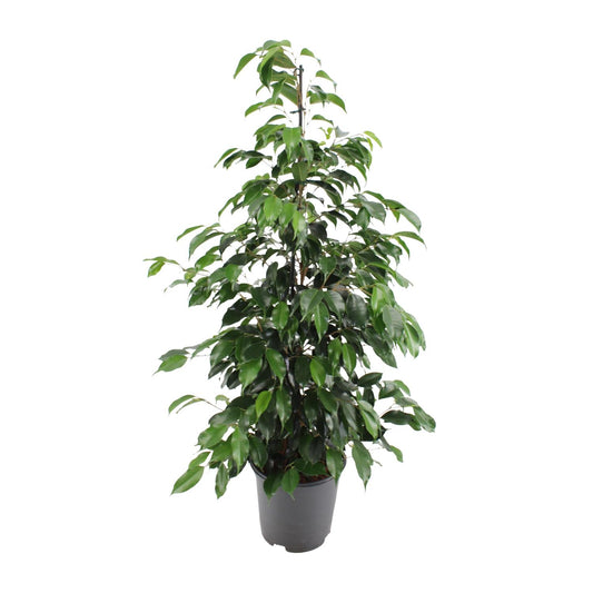 Ficus benjamina Danielle - Ø21cm - ↕95cm bei Pflanzfix24.de - Pflanzfix24.de