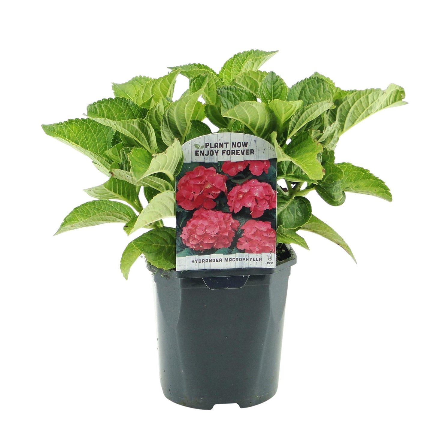 pflanzfix24 - Hortensie Hydrangea macrophylla Rot - 1 Pflanze - Topf 17cm