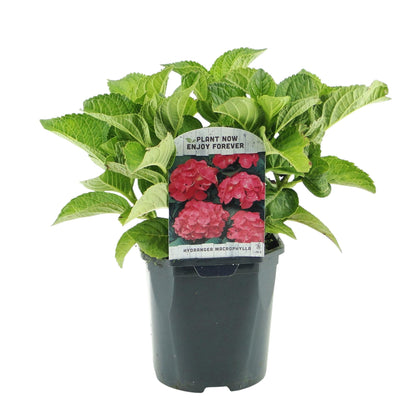 pflanzfix24 - Hortensie Hydrangea macrophylla Rot - 1 Pflanze - Topf 17cm