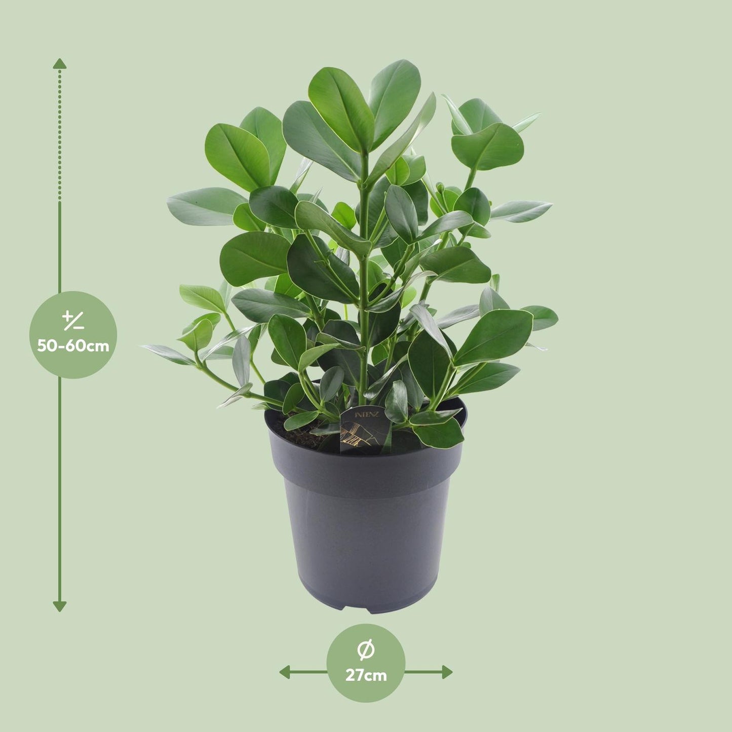 Clusia Rosea Princess - Ø27cm - ↕60cm - Pflanzfix24