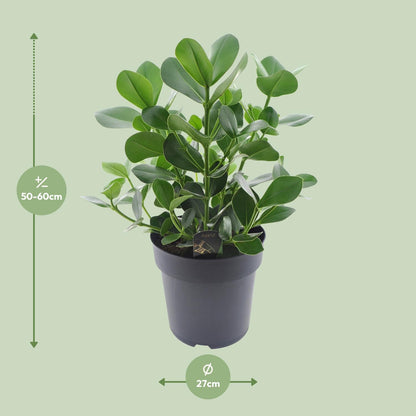 Clusia Rosea Princess - Ø27cm - ↕60cm - Pflanzfix24