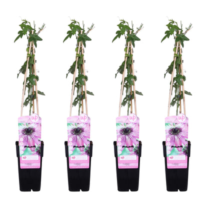4x Passiflora 'Purple Haze' - 65cm - Ø15 - Pflanzfix24