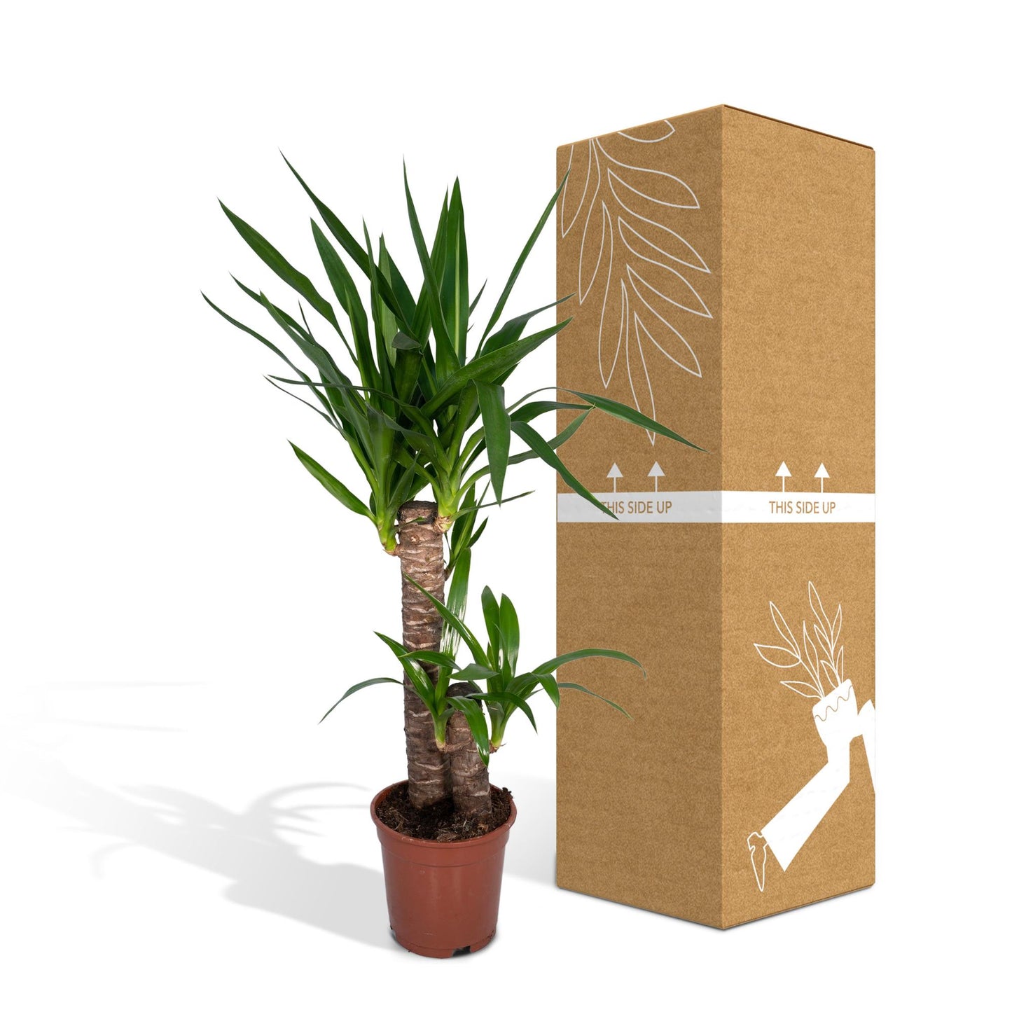 Yucca Elephantipes 85cm Ø17cm – Sonnenliebende Zimmerpflanze | Pflanzfix24.de - Pflanzfix24.de