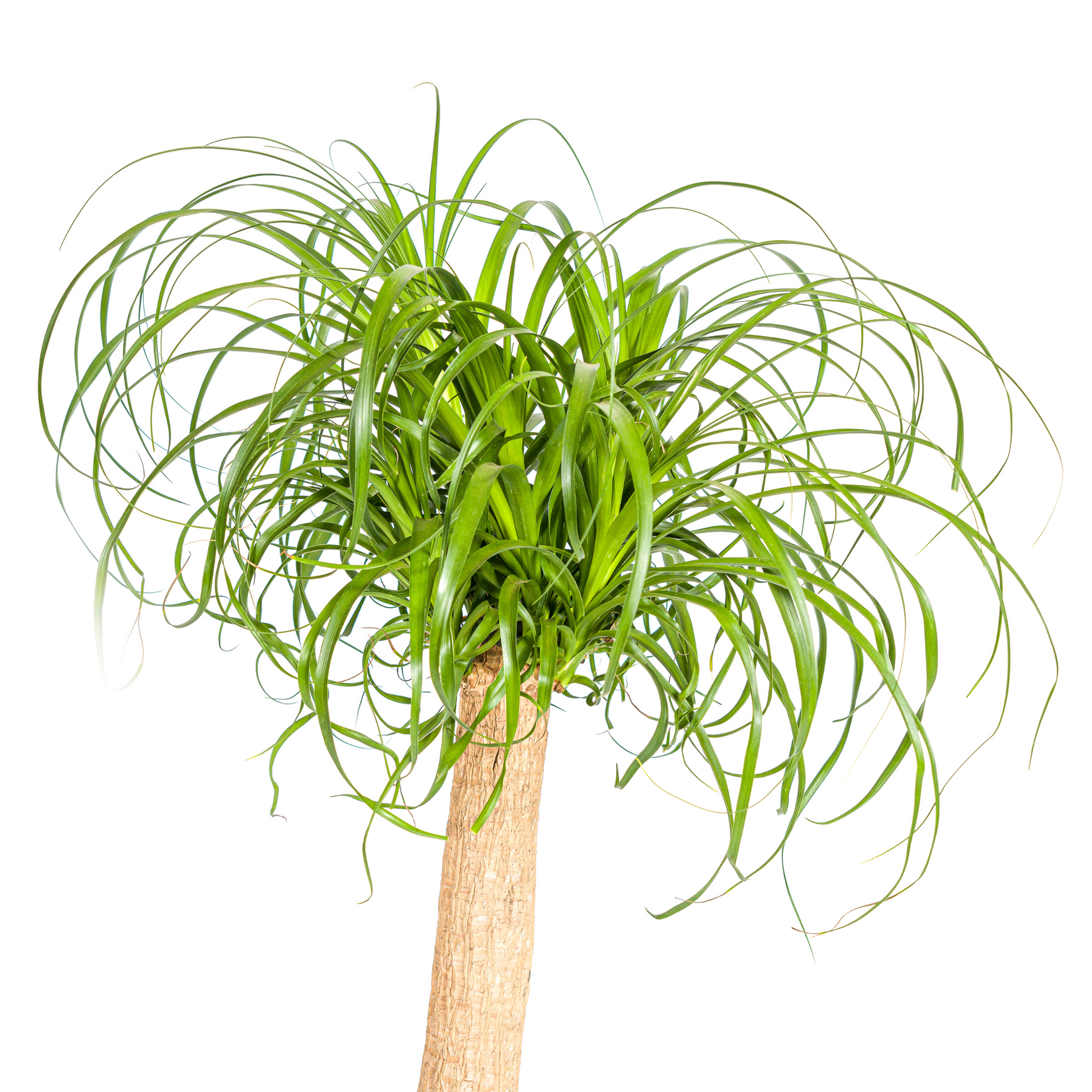 Beaucarnea Recurvata Elefantenfuß - Topf Ø24cm - Pflanzfix24.de - Pflanzfix24.de