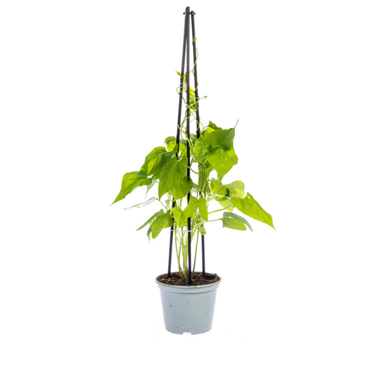 4x Ipomoea tricolor Heavenly Blue Ø13 cm - ↕60 cm - Pflanzfix24