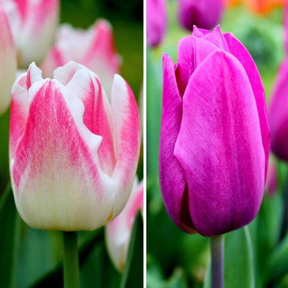 Tulpenzauber - Appie's Best - 30 Blumenzwiebeln - Größe 12+ - Pflanzfix24