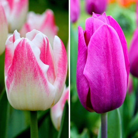 Tulpenzauber - Appie's Best - 30 Blumenzwiebeln - Größe 12+ - Pflanzfix24