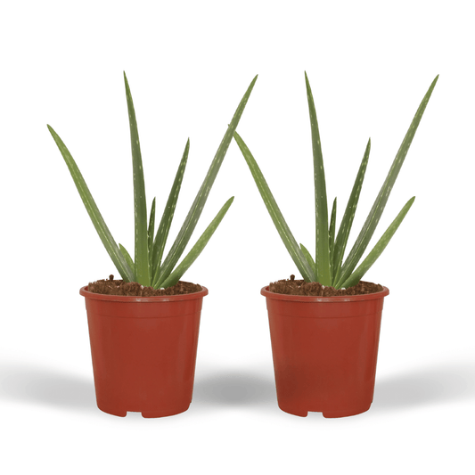 2x Aloe Vera - Sukkulente - 40cm - ø12 - Pflanzfix24.de - Pflanzfix24.de