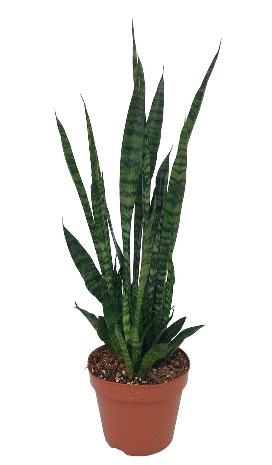 Sansevieria Zeylanica 75cm – Bogenhanf Ø17 im Topf – Pflanzfix24.de - Pflanzfix24.de