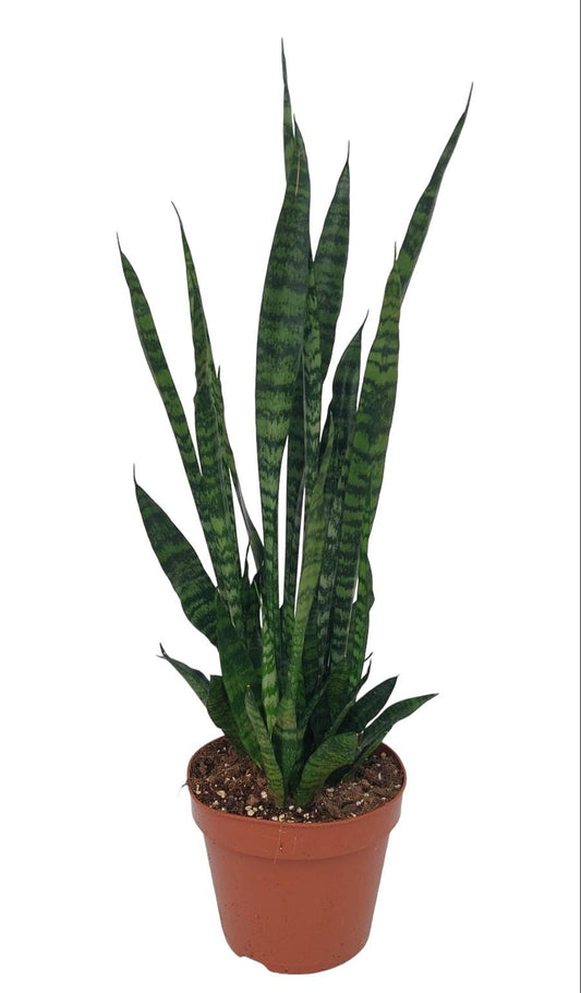 Sansevieria Zeylanica 75cm – Bogenhanf Ø17 im Topf – Pflanzfix24.de - Pflanzfix24.de