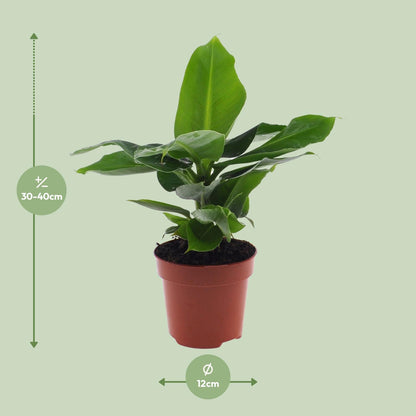 Musa Oriental Dwarf Bananenpflanze 12cm – Pflanzfix24.de - Pflanzfix24.de