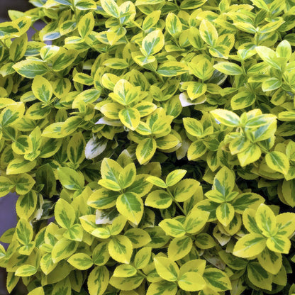 24x Euonymus fort. 'Emerald 'n Gold’ - ↕10-25cm - Ø9cm - Pflanzfix24