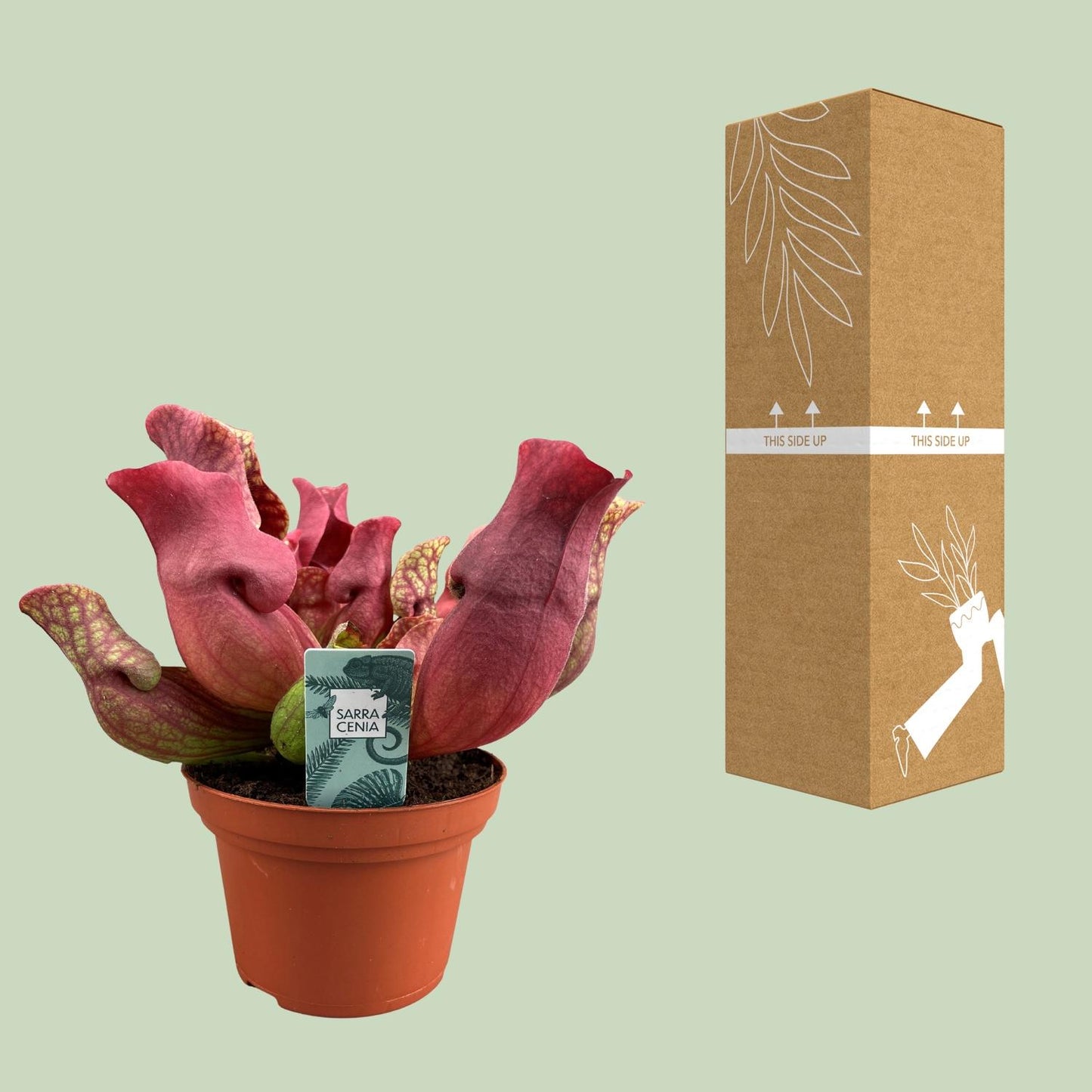 Sarracenia Maroon - Ø12 ↕23 | pflanzfix24