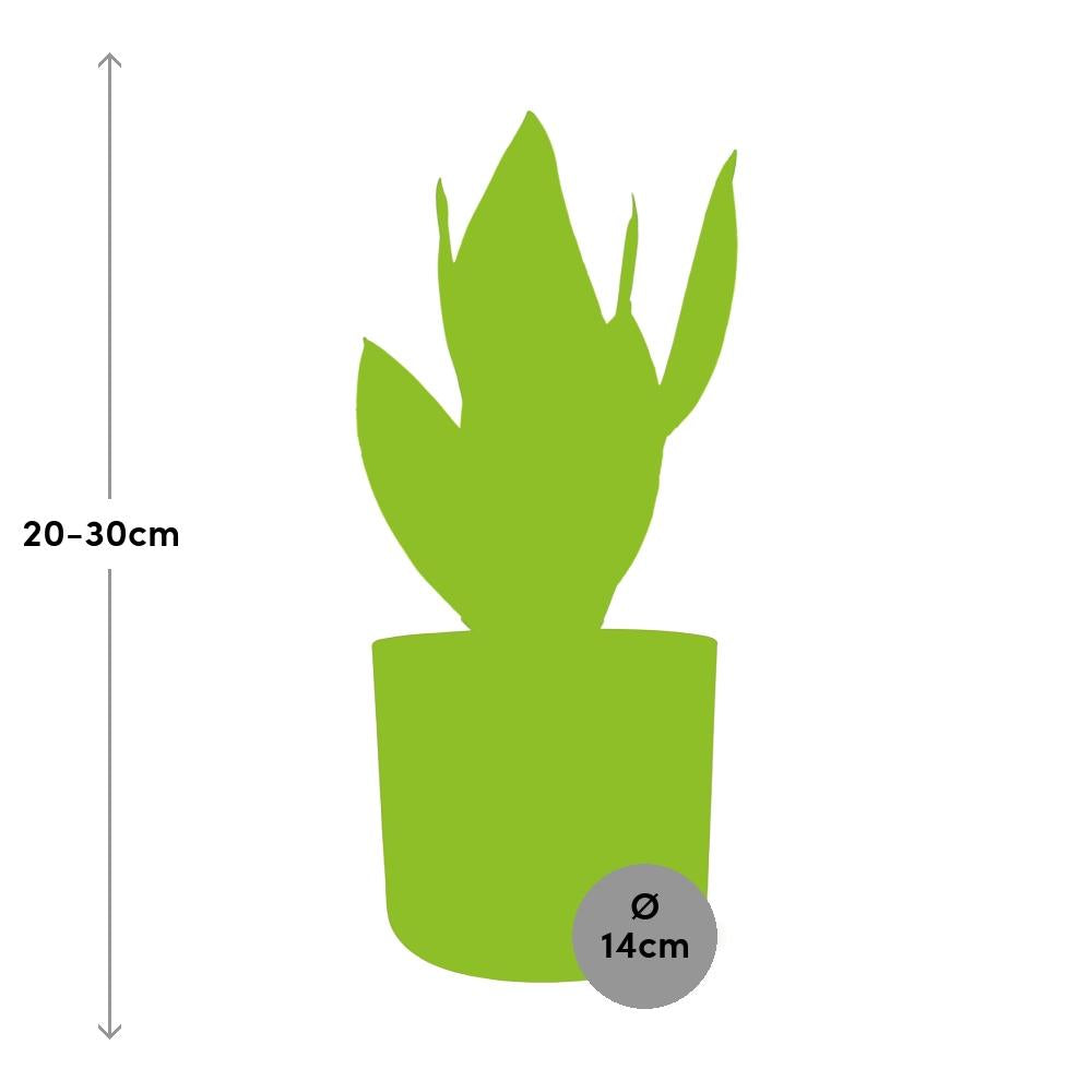 Sansevieria Futura Superba in ELHO b.for soft rond 14cm brique - Pflanzfix24