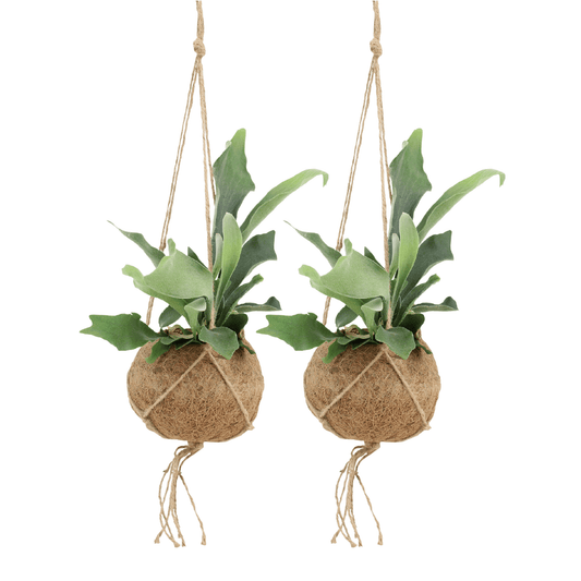 2x Kokodama Platycerium Hang - Hirschhornfarn - 35cm - ø15 - Pflanzfix24