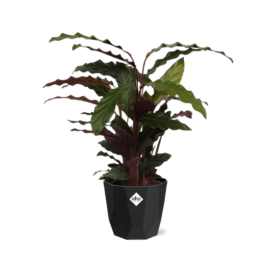 Calathea Rufibarba 'Tropistar' in 14cm b.for rock living black - Pflanzfix24
