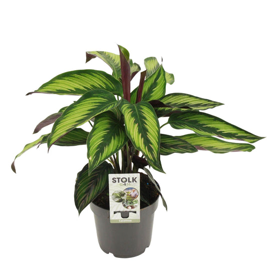 Calathea Majestica Princeps - Ø14cm - ↕45cm - Pflanzfix24