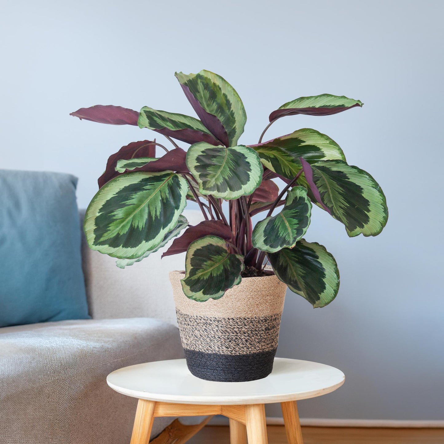 Calathea Medaillon mit Lissabon-Korb Schwarz - 65cm - Ø21 - Pflanzfix24.de - Pflanzfix24.de