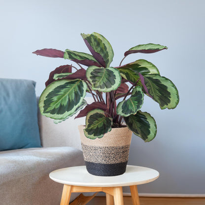 Calathea Medaillon mit Lissabon-Korb Schwarz - 65cm - Ø21 - Pflanzfix24.de - Pflanzfix24.de