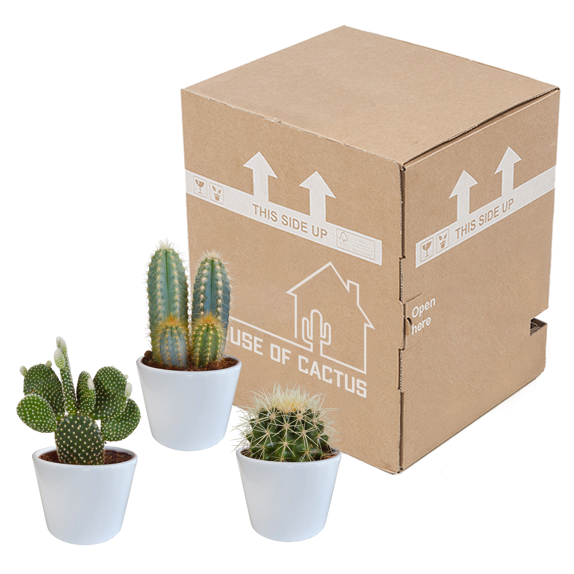Kakteenmischung 10,5 cm - 3x - in witte pot - Pflanzfix24.de - Pflanzfix24.de