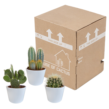 Kakteenmischung 10,5 cm - 3x - in witte pot - Pflanzfix24.de - Pflanzfix24.de