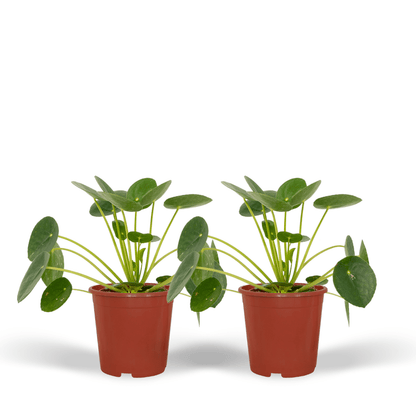 2x Pilea Peperomiodes - Pfannkuchenpflanze - 20cm - ø12 von Pflanzfix24.de - Pflanzfix24.de