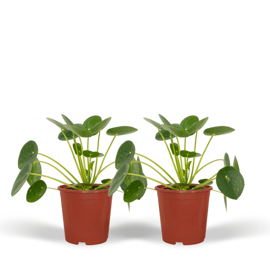 2x Pilea Peperomiodes - Pfannkuchenpflanze - 20cm - ø12 von Pflanzfix24.de - Pflanzfix24.de