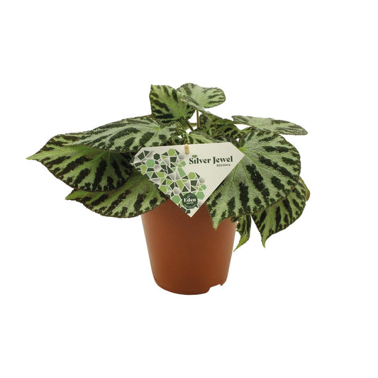 Begonia Silver Jewell - Ø15 ↕30 von Pflanzfix24